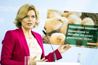 Schein-Erfolg: Klöckners Gesetz zum Kükentöten