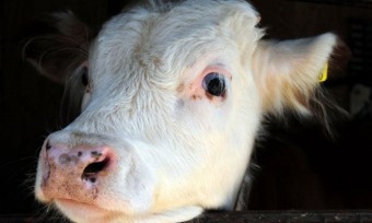 Otte-Kinast: Beenden Sie Lebendtierexporte!