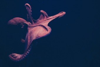 Tintenfische: schützen, nicht essen